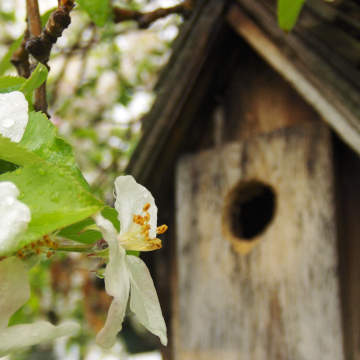 Crabapple blossom and birdhouse