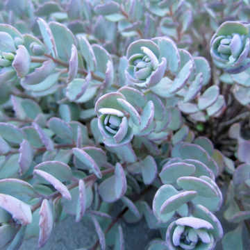Blue succulent