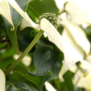 Dogwood flowers