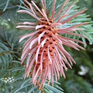 Spruce cone with galls