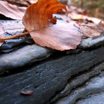 Leaf on shale