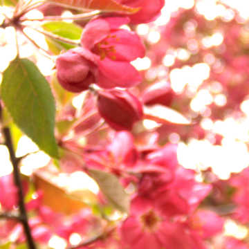 Pink blossoms