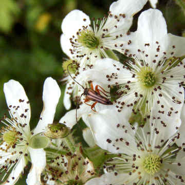 Rubus flowers and bug