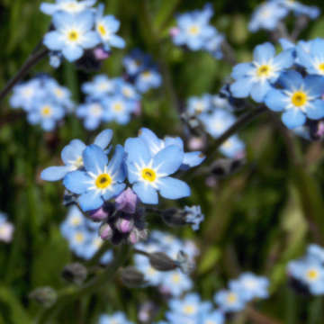 Forget me nots