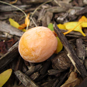 Ginkgo fruit