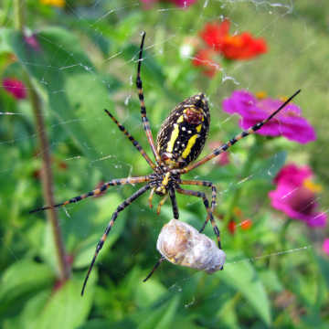 Banded garden spider