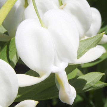 White bleeding hearts